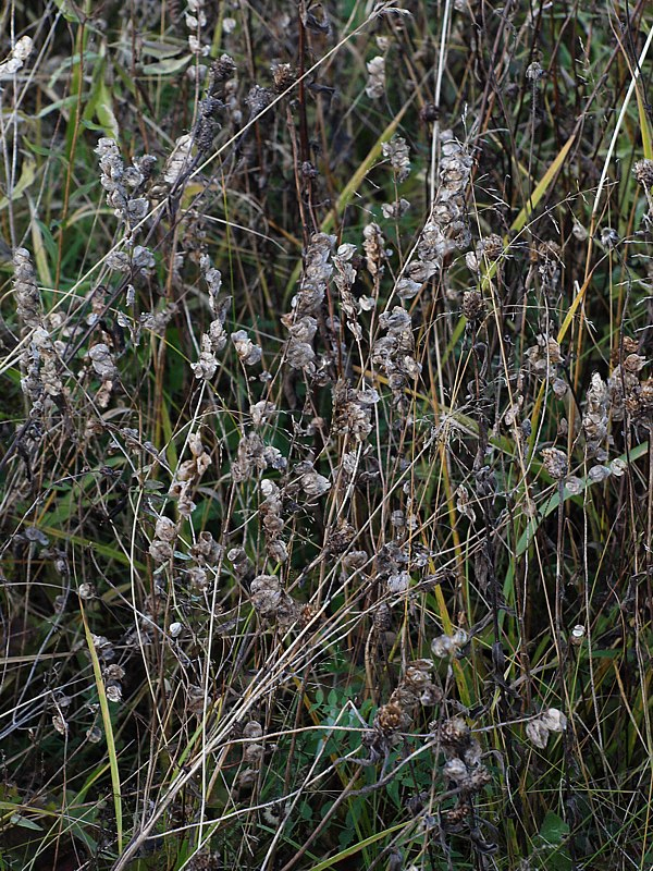 Image of genus Rhinanthus specimen.