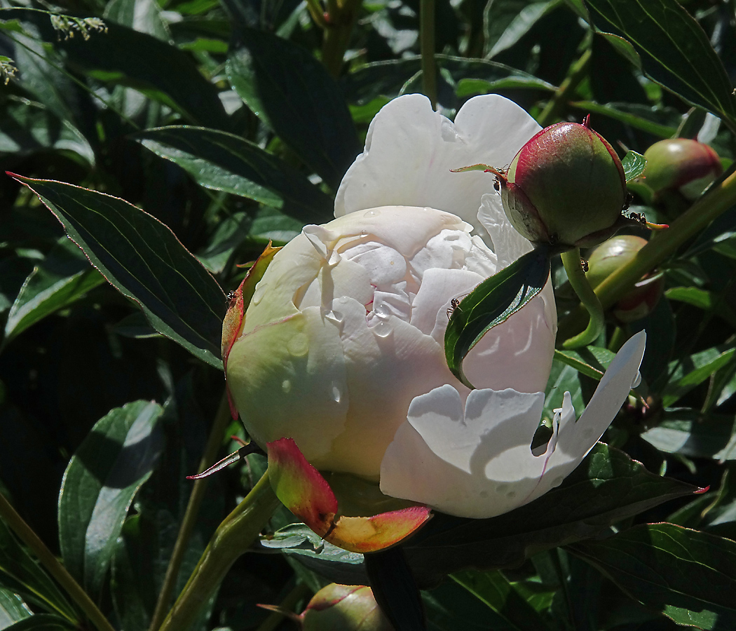 Изображение особи Paeonia lactiflora.