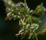 Image of taxon representative. Author is Виталий Гуменюк