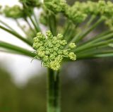 Heracleum sibiricum