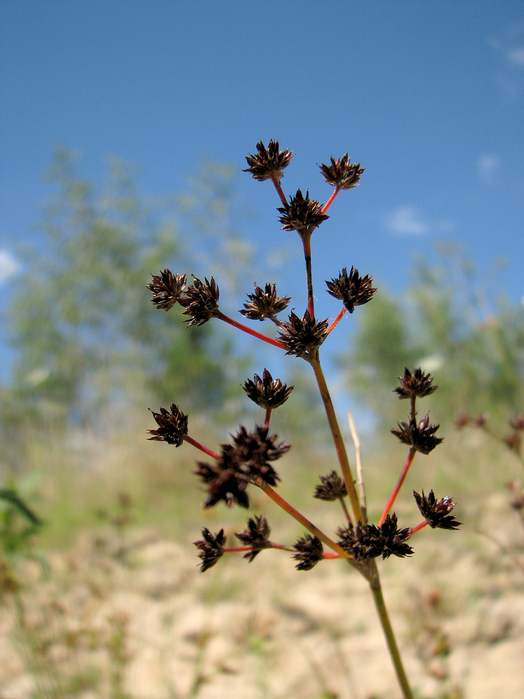Изображение особи Juncus atratus.