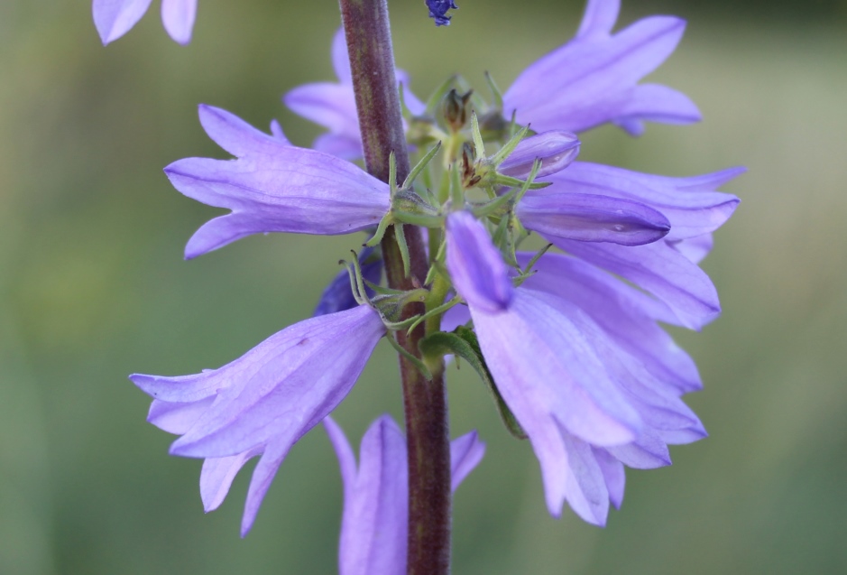 Изображение особи Campanula bononiensis.