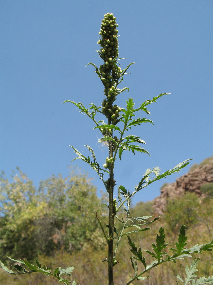 Image of Artemisia tournefortiana specimen.