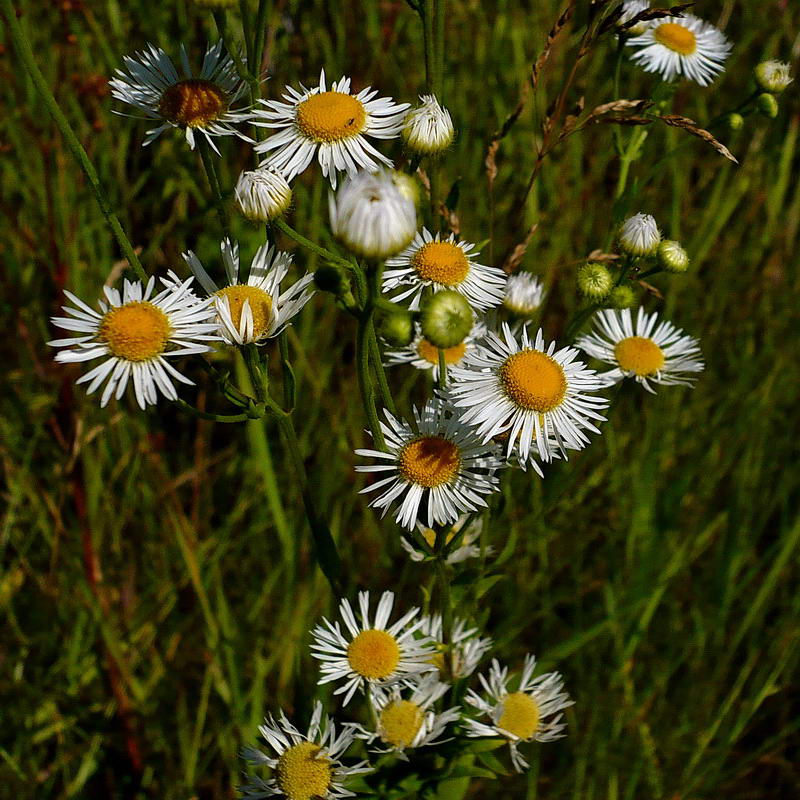 Image of Erigeron annuus specimen.