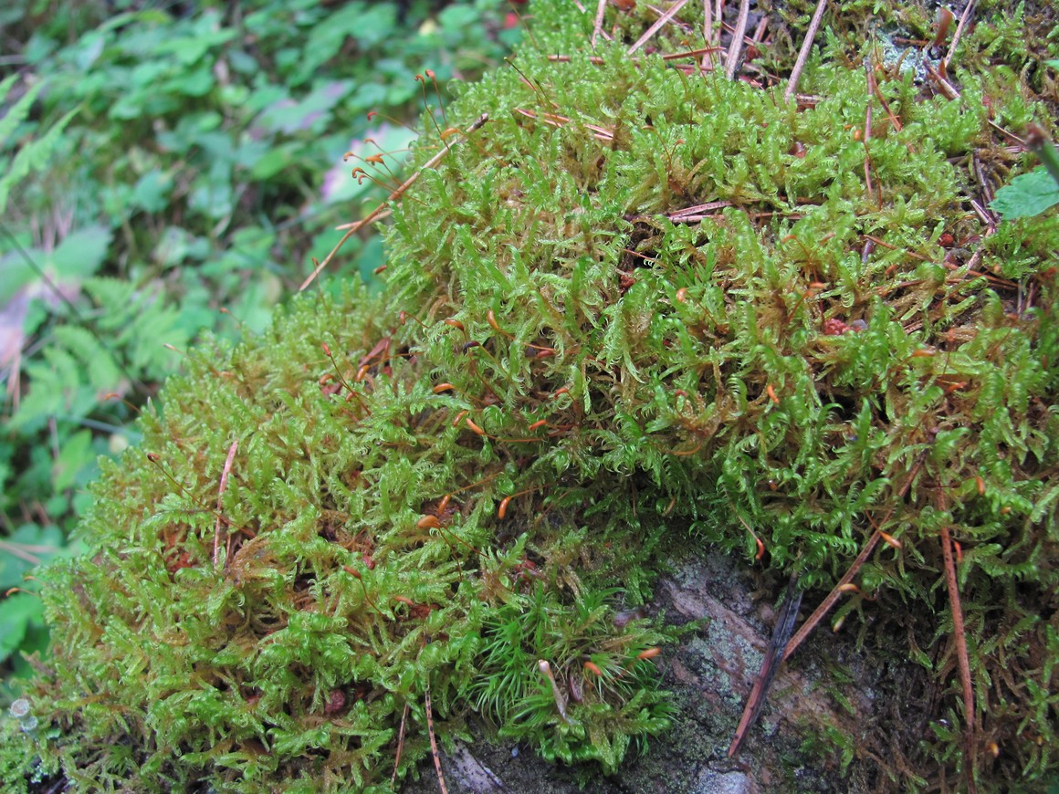 Image of Sanionia uncinata specimen.