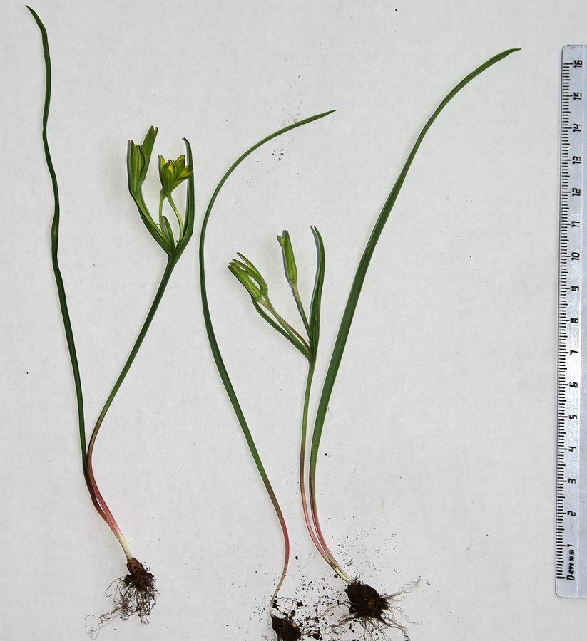 Image of genus Gagea specimen.