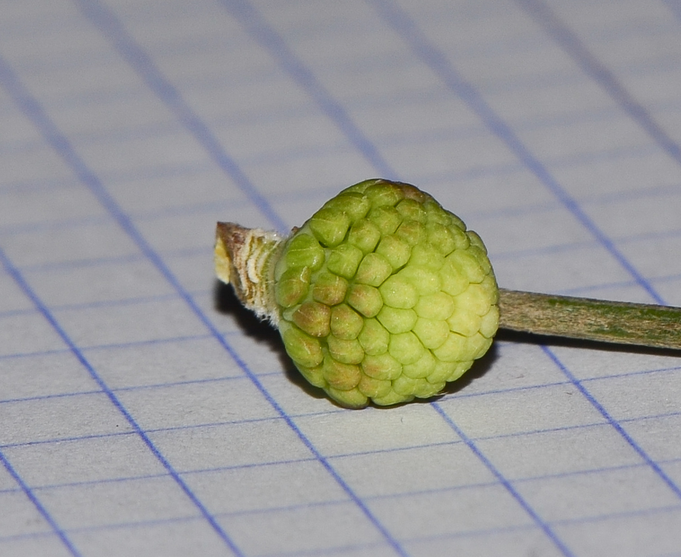 Image of Hakea scoparia specimen.