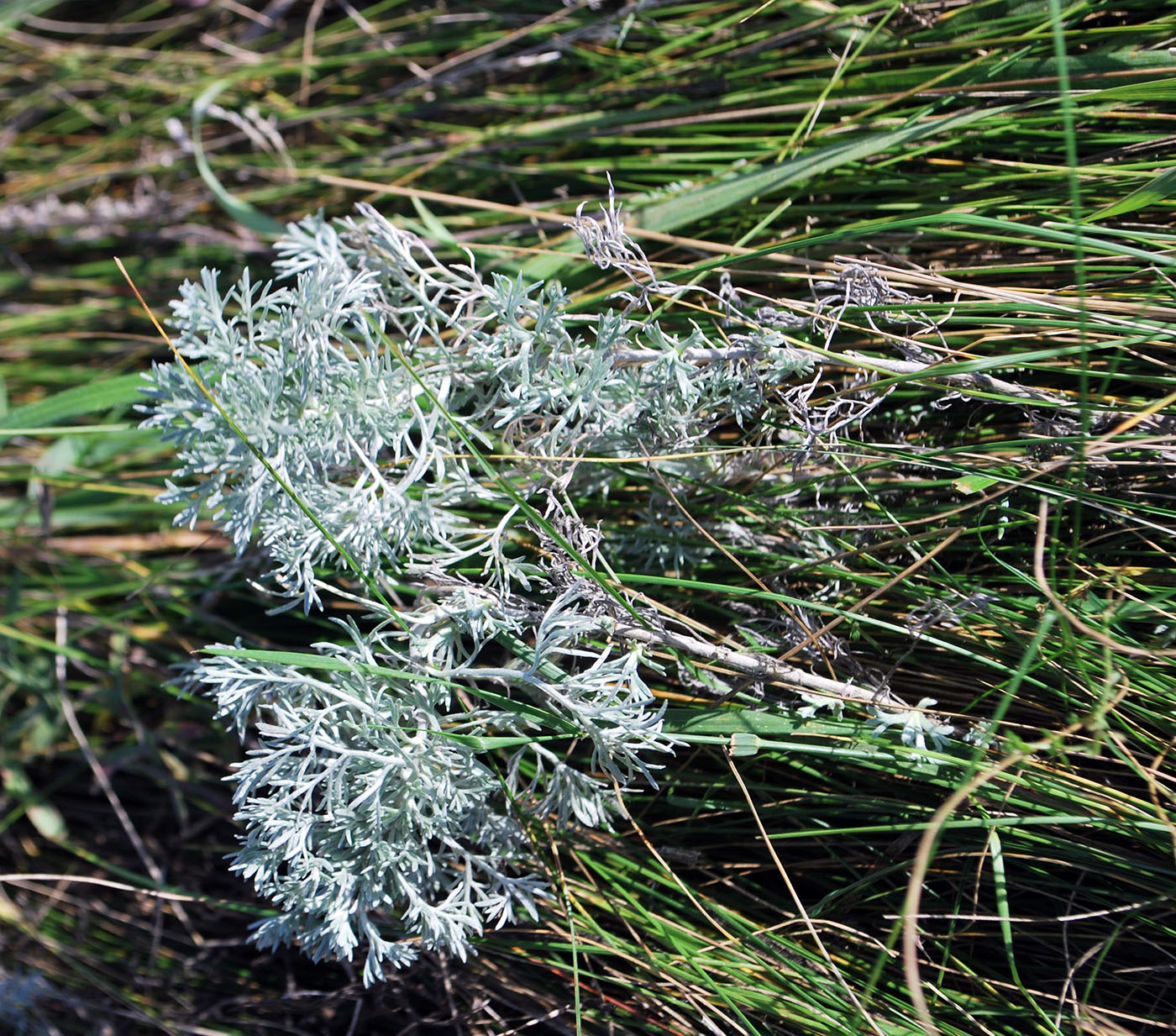 Image of Artemisia sericea specimen.