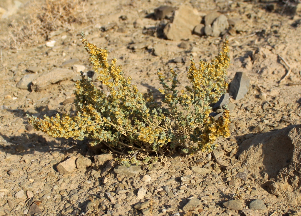 Image of Salsola tomentosa specimen.