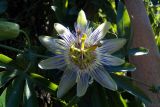 Passiflora caerulea. Цветок. Грузия, Аджария, с. Мцване-Концхи, Батумский бот. сад. 08.09.2017.