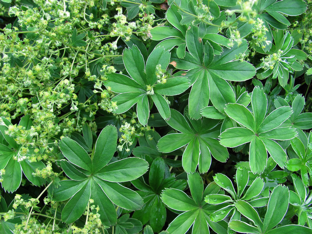 Изображение особи Alchemilla conjuncta.