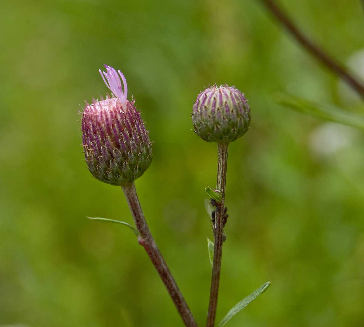 Изображение особи Cirsium setosum.