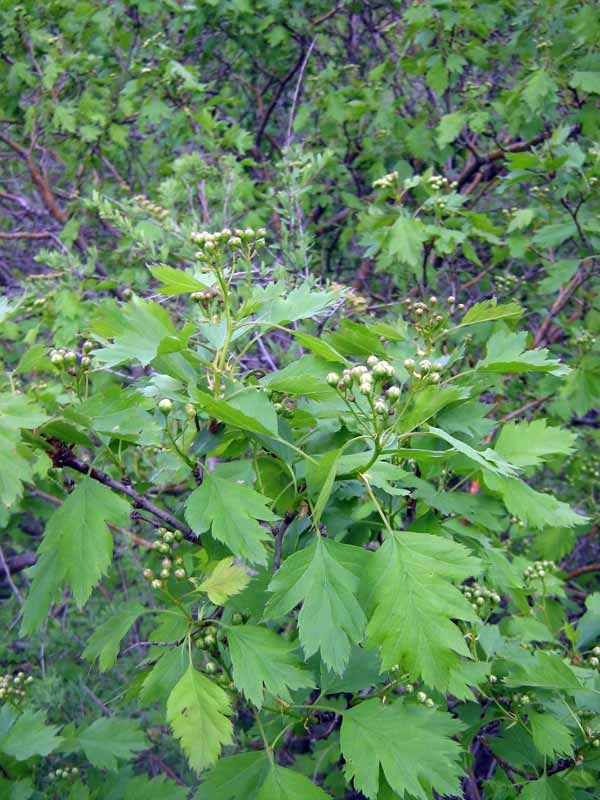 Изображение особи Crataegus korolkowii.