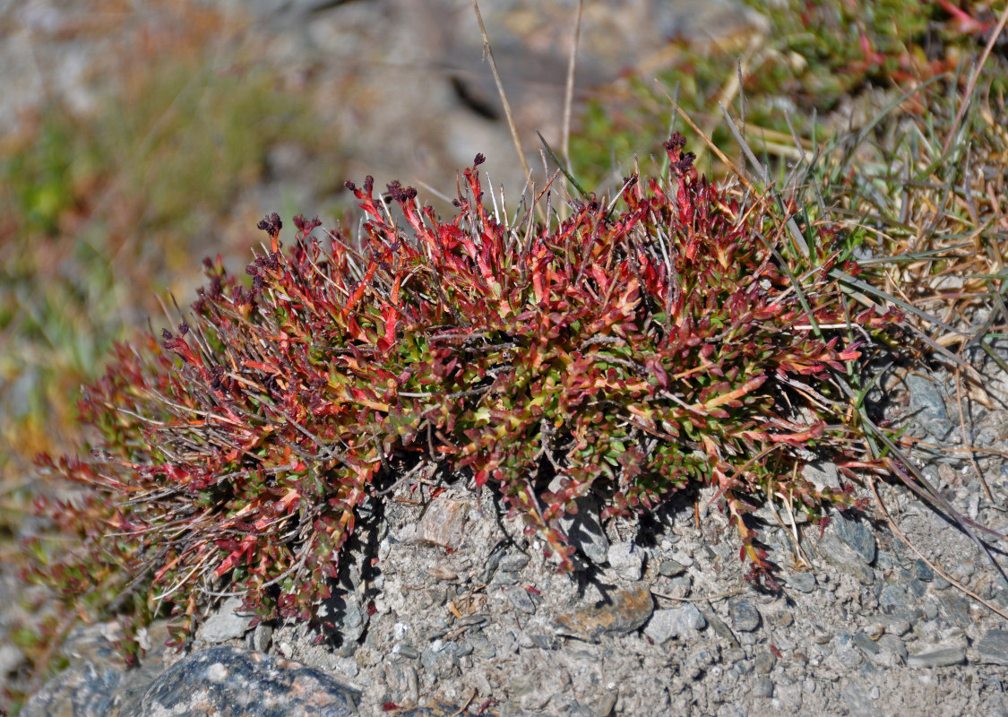 Изображение особи Rhodiola gelida.