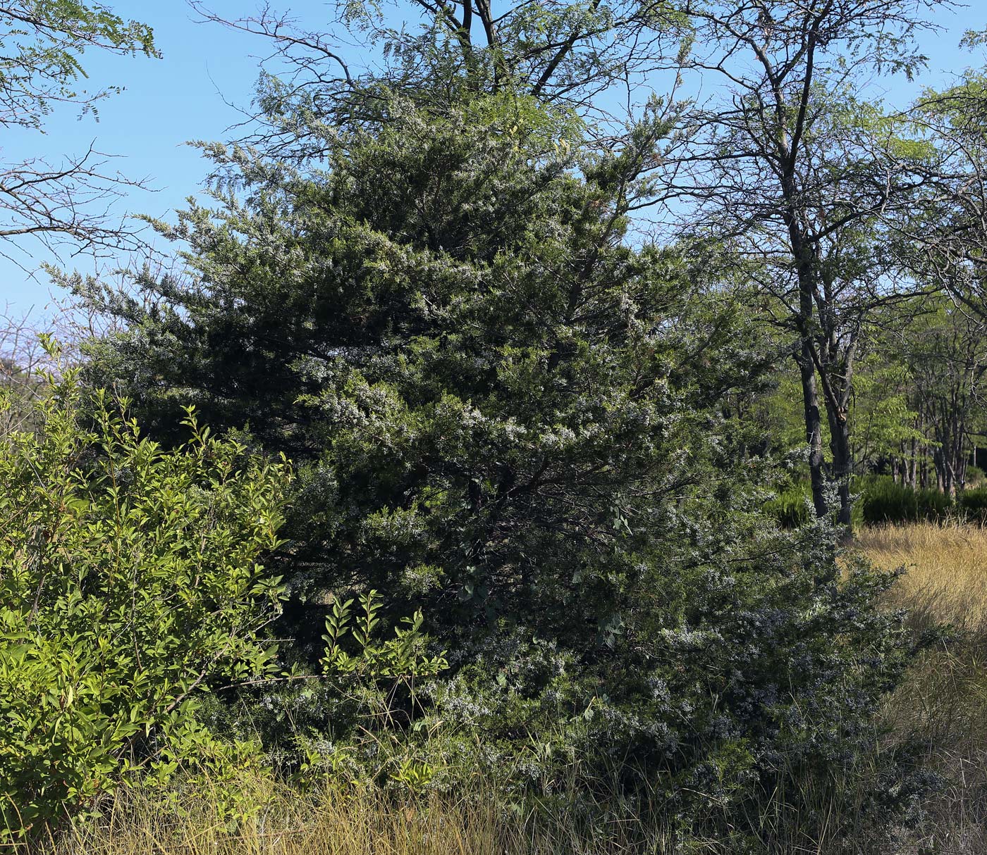 Изображение особи Juniperus virginiana.