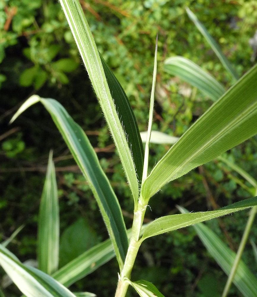 Изображение особи Pleioblastus variegatus.
