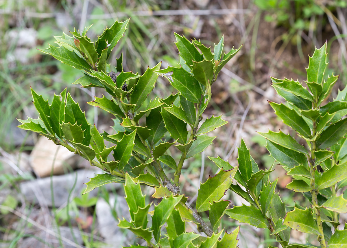 Image of Ilex colchica specimen.