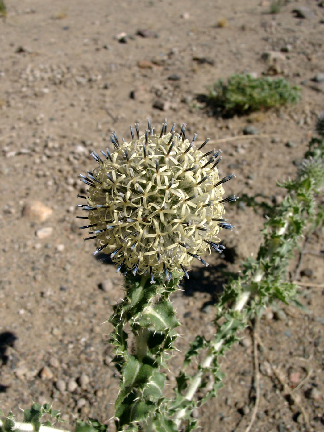 Изображение особи Echinops gmelinii.