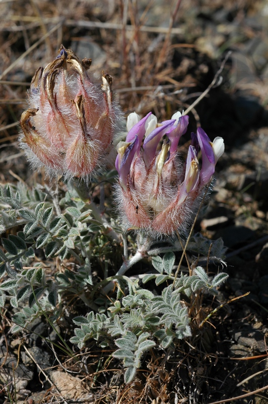 Изображение особи Astragalus chaetodon.