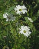 Fimbripetalum radians