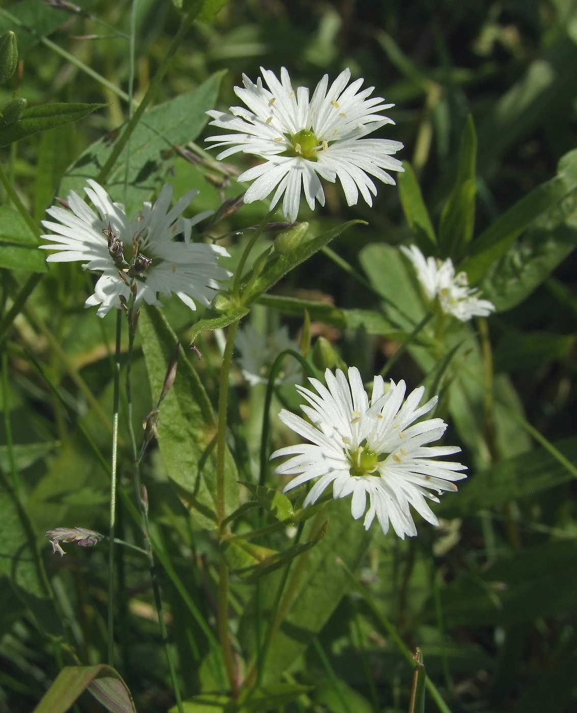 Изображение особи Fimbripetalum radians.