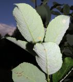 Salix caprea