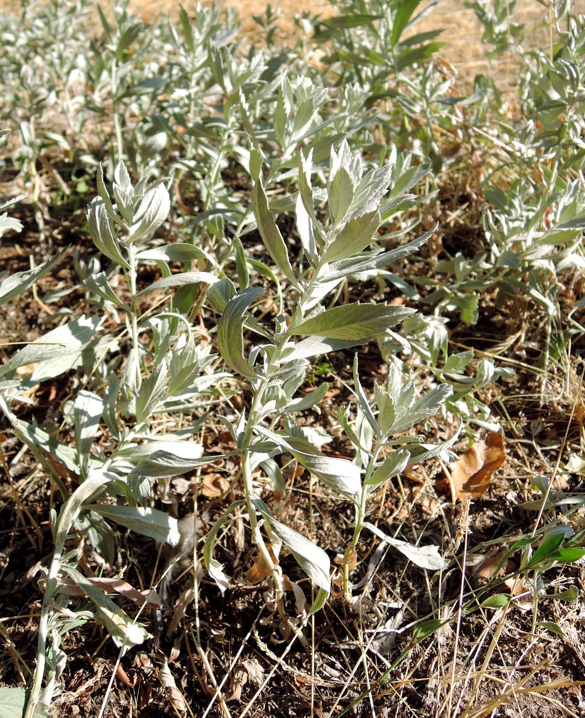 Image of Artemisia ludoviciana specimen.