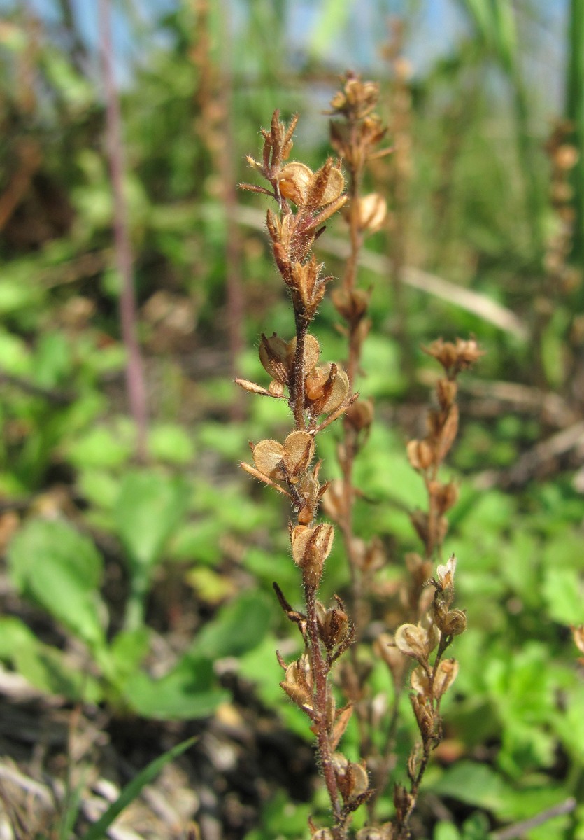 Image of Veronica verna specimen.