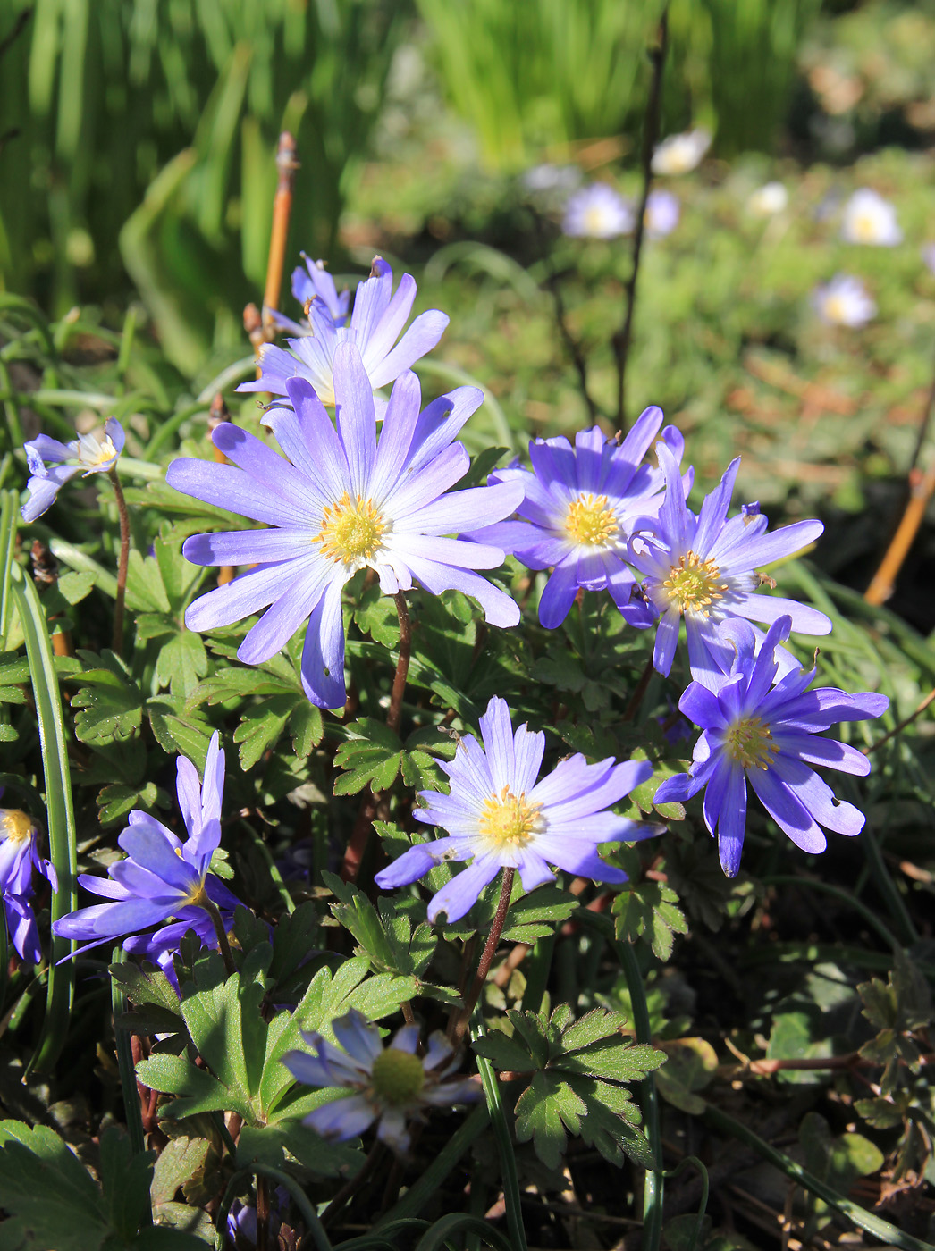 Image of Anemone banketovii specimen.