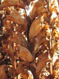 Orobanche laxissima. Часть прошлогоднего побега. Краснодарский край, Абинский р-н, ст. Холмская, приречный лес. 13.03.2018.