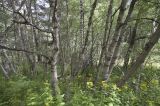 род Betula