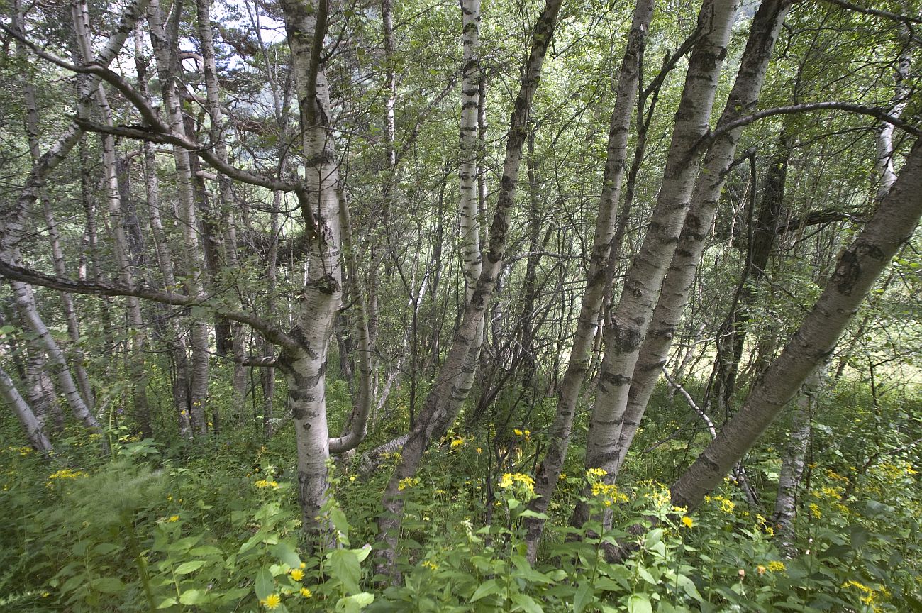 Image of genus Betula specimen.