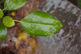 Hedera colchica. Лист с крупинками тающего снега. Краснодарский край, г. Сочи, пос. Солоники, горный лес. 24.11.2017.