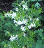 Cerasus fruticosa. Ветка цветущего растения. Башкирия, окр. Белорецка, южный крутой склон горы Мраткиной. Опушка соснового леса. Последняя декада мая.