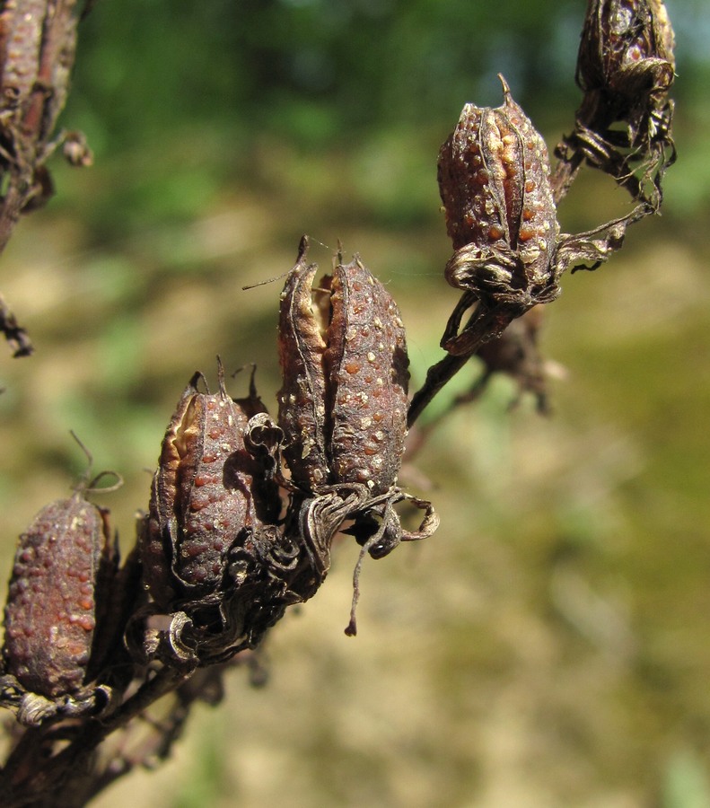 Изображение особи Hypericum maleevii.