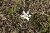 Ornithogalum fimbriatum. Цветущее растение. Крым, городской округ Ялта, окр. села Оползневое, окр. скалы Биюк-Исар. Начало мая 2010 г.