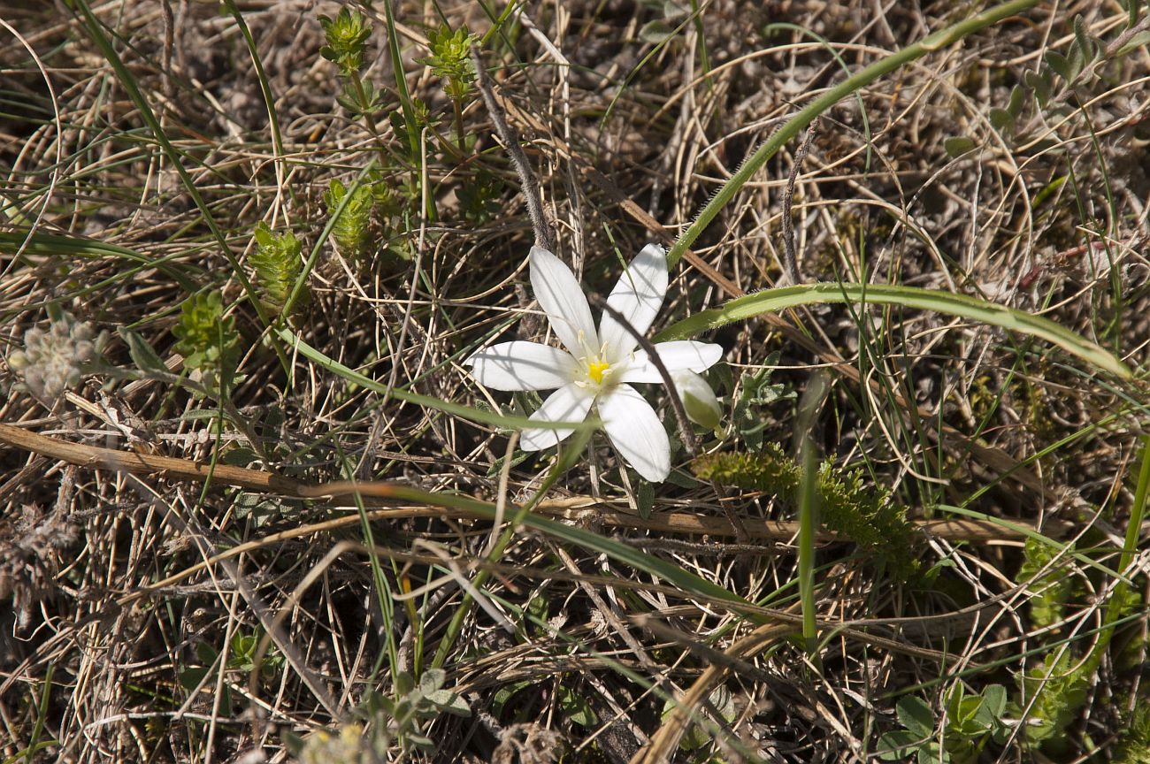 Изображение особи Ornithogalum fimbriatum.