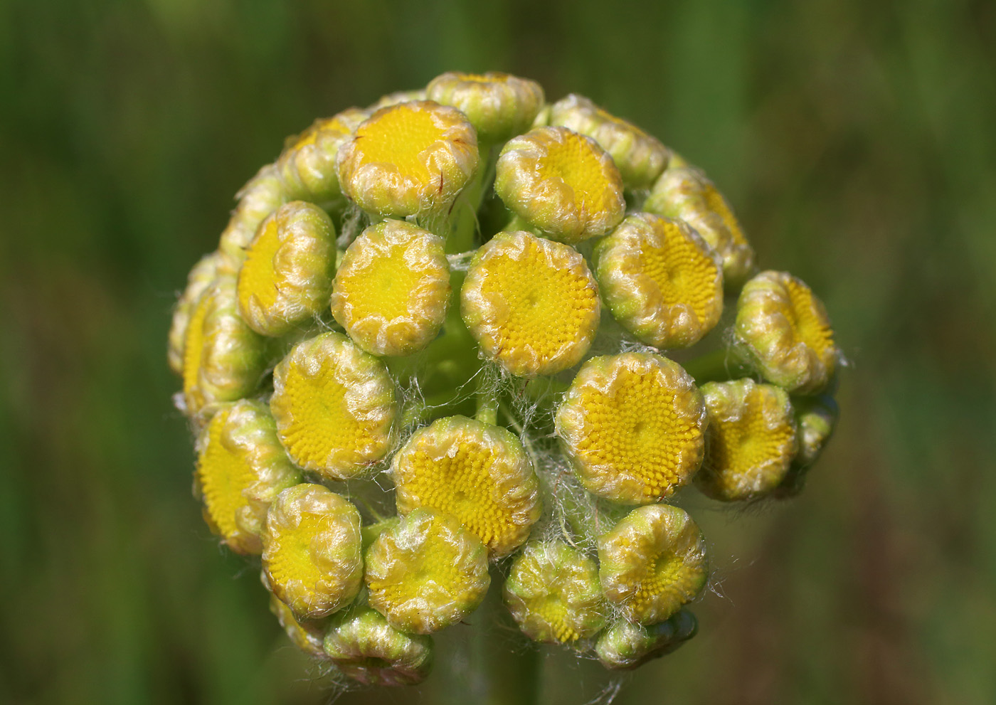 Image of Pseudohandelia umbellifera specimen.