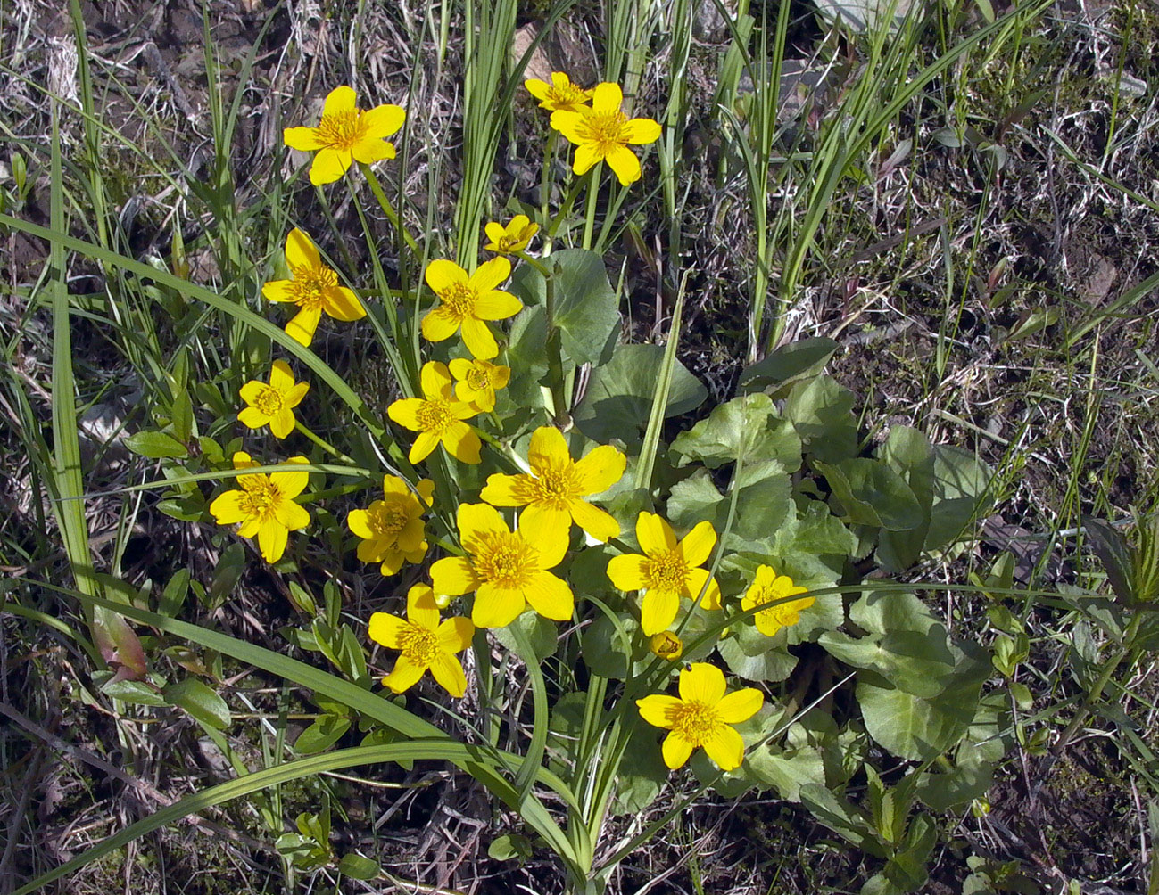 Image of Caltha palustris specimen.