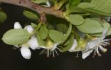 Pyracantha rogersiana