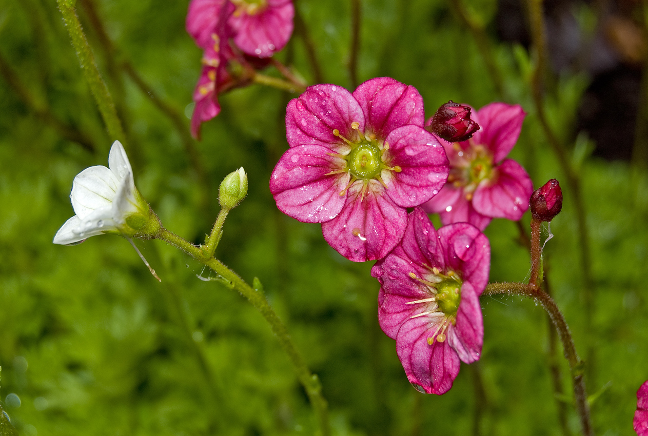 Image of Saxifraga × arendsii specimen.