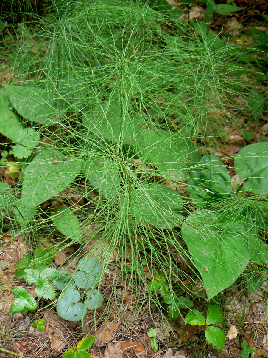 Image of Equisetum pratense specimen.