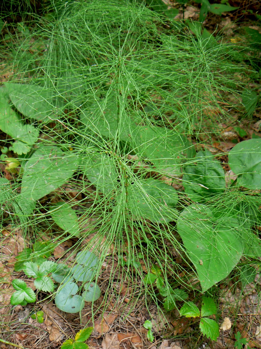 Изображение особи Equisetum pratense.