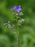 Polemonium caeruleum