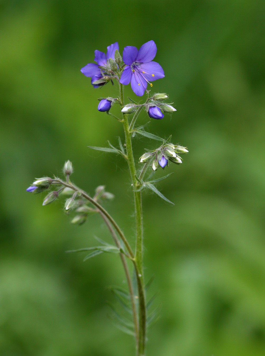 Изображение особи Polemonium caeruleum.