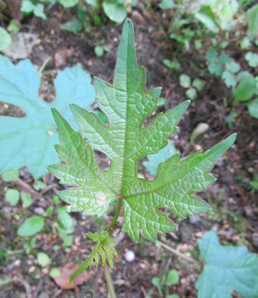Image of Ampelopsis japonica specimen.