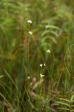 Rhynchospora alba