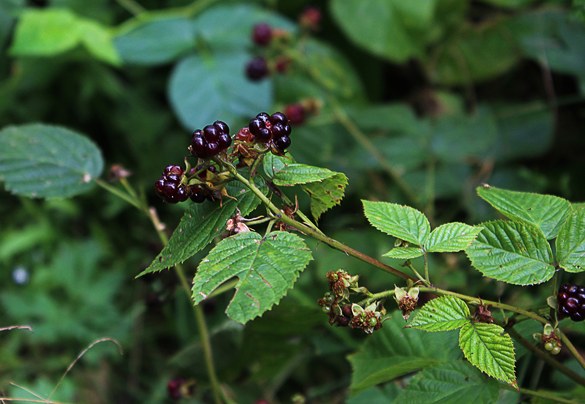 Изображение особи Rubus nessensis.