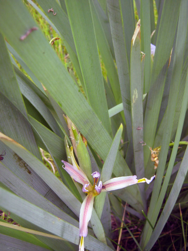 Изображение особи Iris halophila.