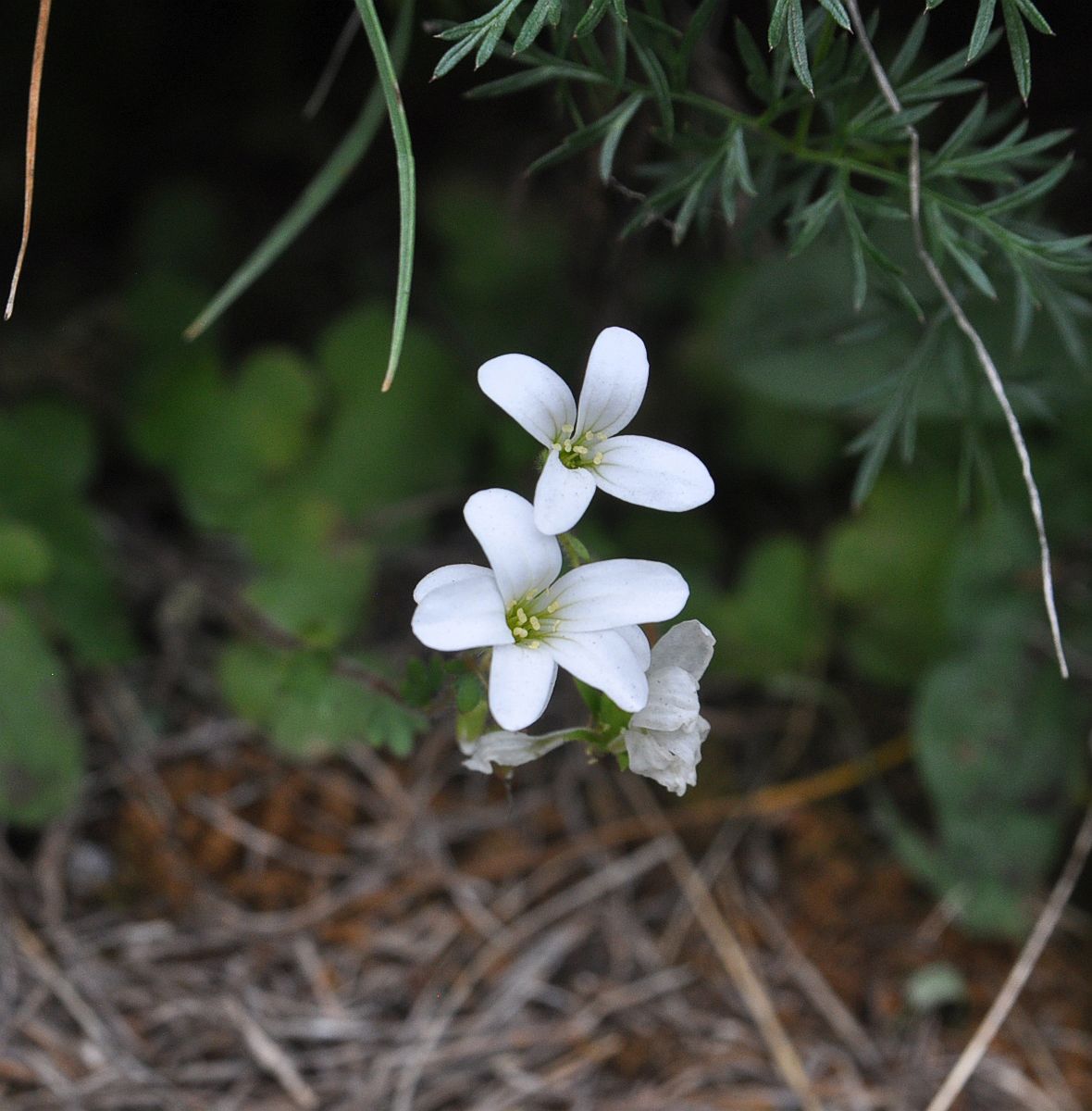 Изображение особи Saxifraga sibirica.